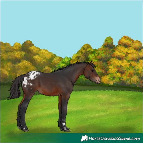 Horse Color:Brown Appaloosa