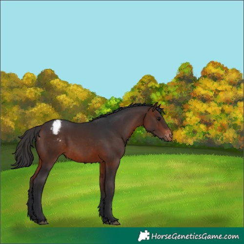 Horse Color:Brown Appaloosa 