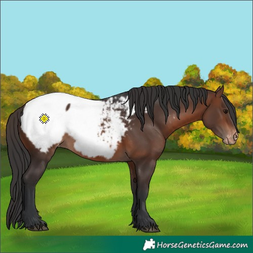 Horse Color:Brown Appaloosa