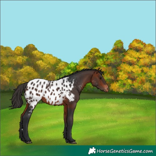 Horse Color:Bay Appaloosa 