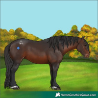 Horse Color:Brown Appaloosa