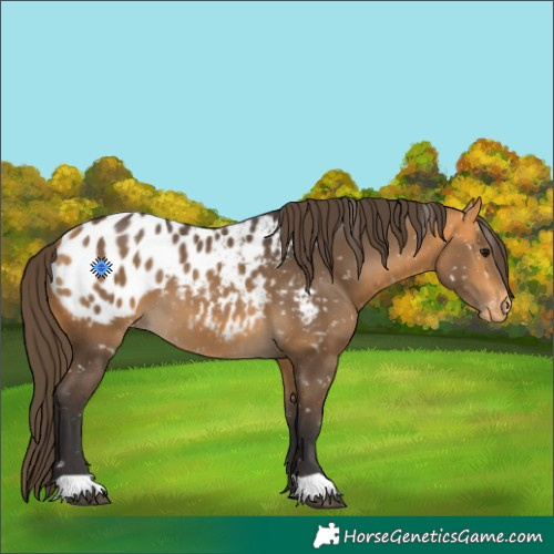 Horse Color:Buckskin Appaloosa 