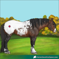Horse Color:Brown Appaloosa