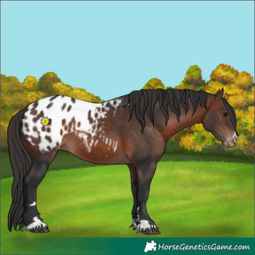 Horse Color:Brown Appaloosa 