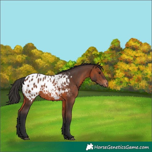 Horse Color:Brown Appaloosa 