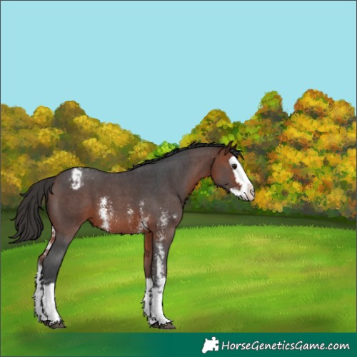 Horse Color:Bay Sabino Splash Appaloosa