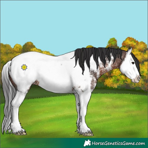 Horse Color:Brown Sabino Splash Appaloosa 