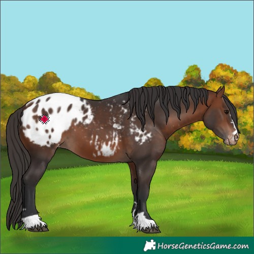 Horse Color:Bay Appaloosa