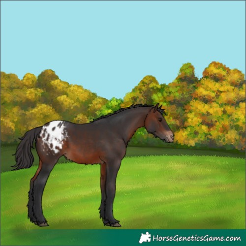 Horse Color:Brown Appaloosa
