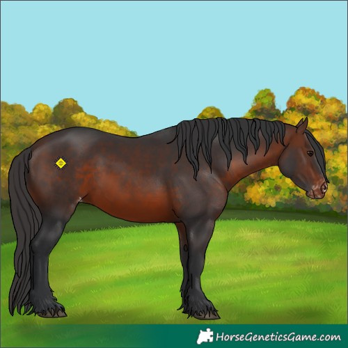 Horse Color:Brown Appaloosa 