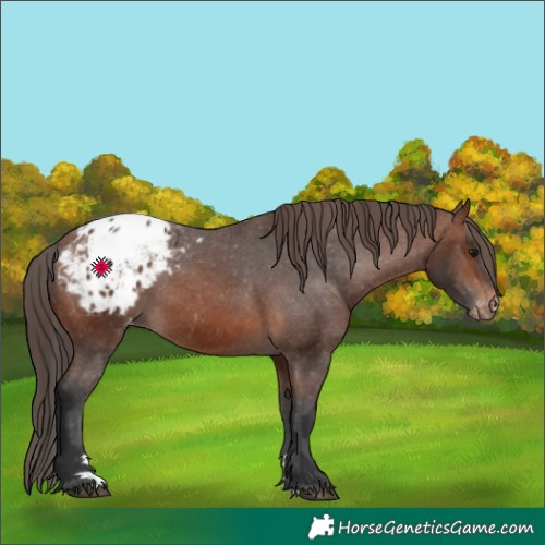 Horse Color:Brown Appaloosa Rabicano 