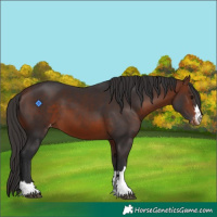 Horse Color:Bay Appaloosa 