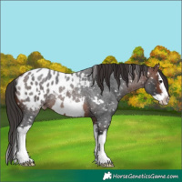 Horse Color:Bay Roan Splash Frame Appaloosa Rabicano 