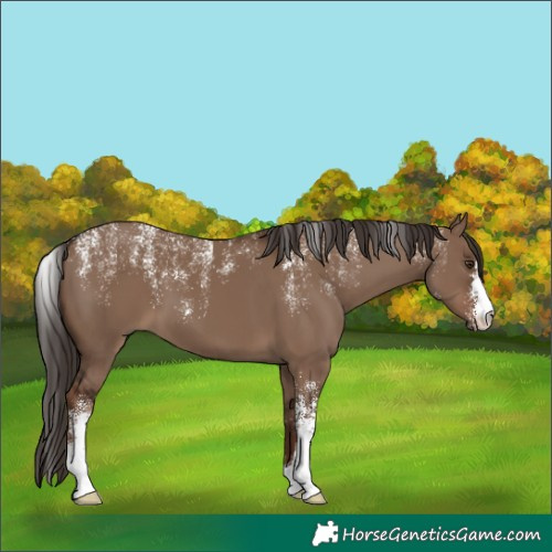 Horse Color:Powder White Liver Red Dun 