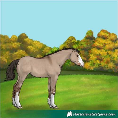 Horse Color:Liver Red Dun 
