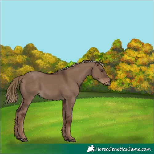 Horse Color:Liver Red Dun 