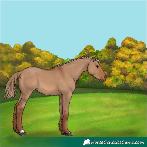 Horse Color:Red Dun