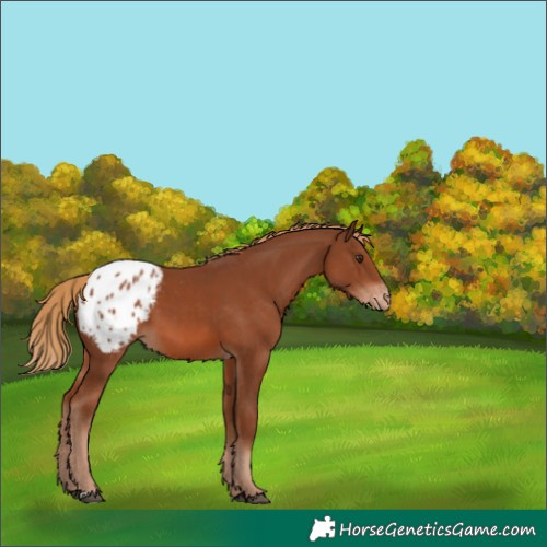Horse Color:Chestnut Appaloosa