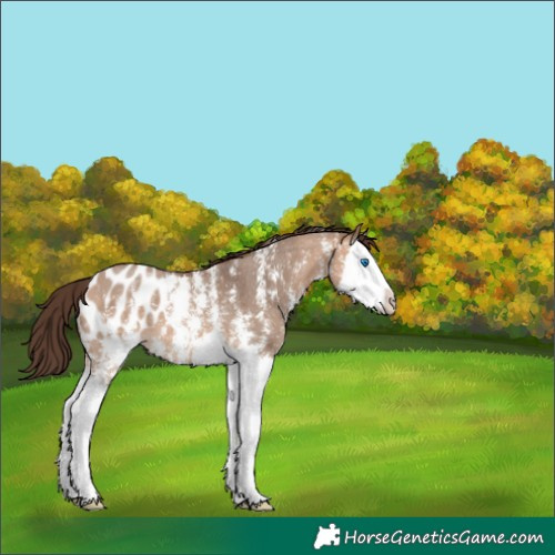 Horse Color:Bay Dun Sabino Splash Blanket 