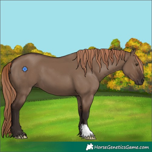 Horse Color:Liver Red Dun