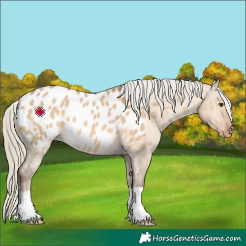 Horse Color:Chocolate Palomino Dun Appaloosa