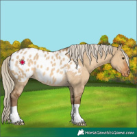 Horse Color:Chocolate Palomino Dun Appaloosa 