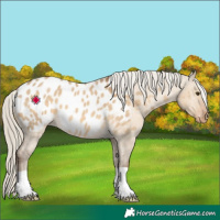 Horse Color:Chocolate Palomino Dun Appaloosa