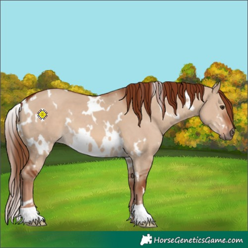 Horse Color:White Spotted Red Dun 