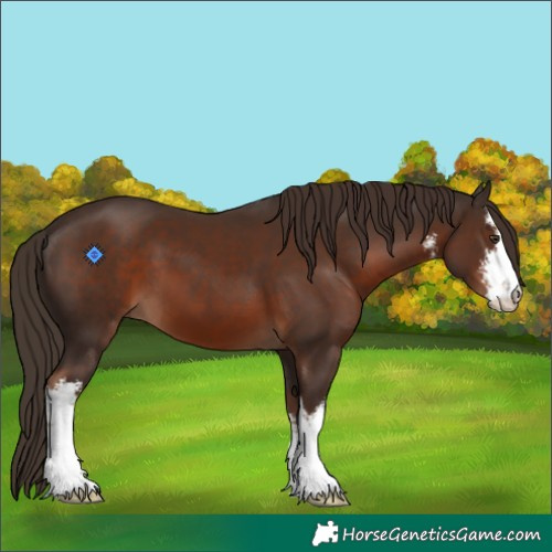 Horse Color:White Spotted Liver Chestnut 