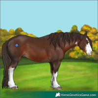 Horse Color:White Spotted Liver Chestnut 