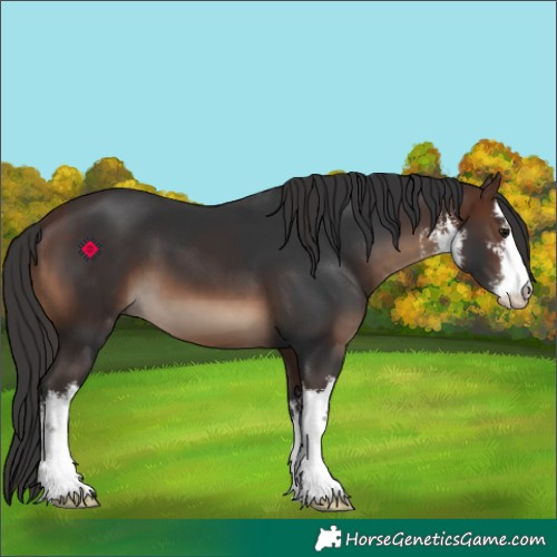 Horse Color:White Spotted Brown 
