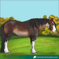 Horse Color:White Spotted Brown 