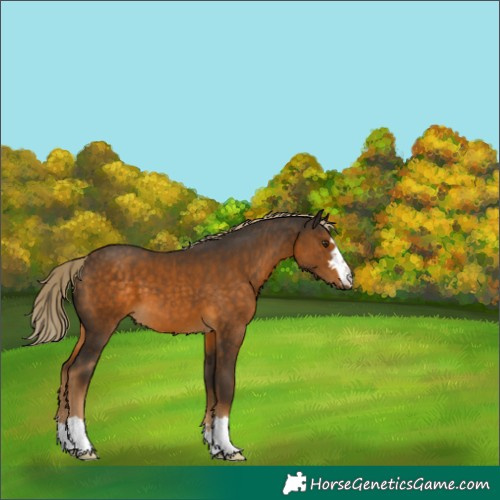 Horse Color:Chocolate Palomino 