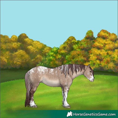 Horse Color:Powder White Chocolate Brown Dun 