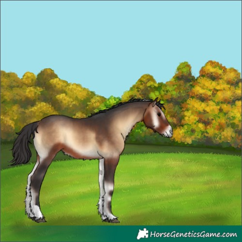 Horse Color:Bay Onyx Tobiano Rabicano