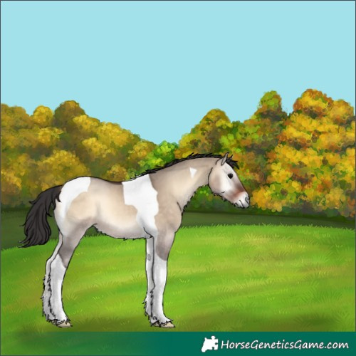 Horse Color:Bay Onyx Tobiano 