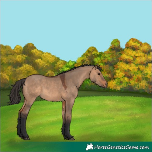 Horse Color:Bay Dun