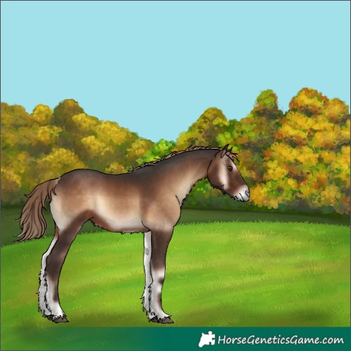 Horse Color:Liver Red Onyx 