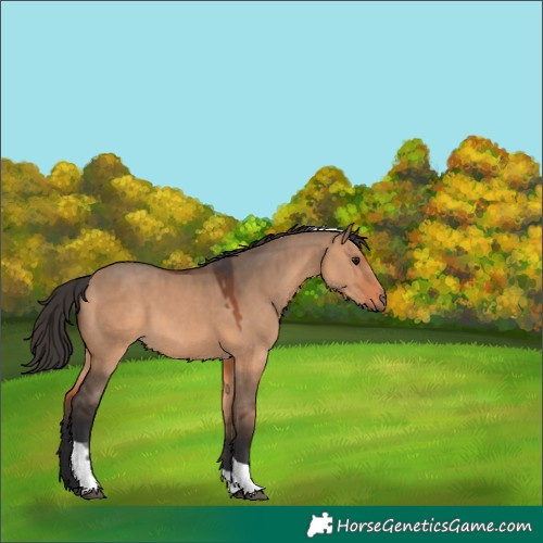 Horse Color:Bay Dun Tobiano 