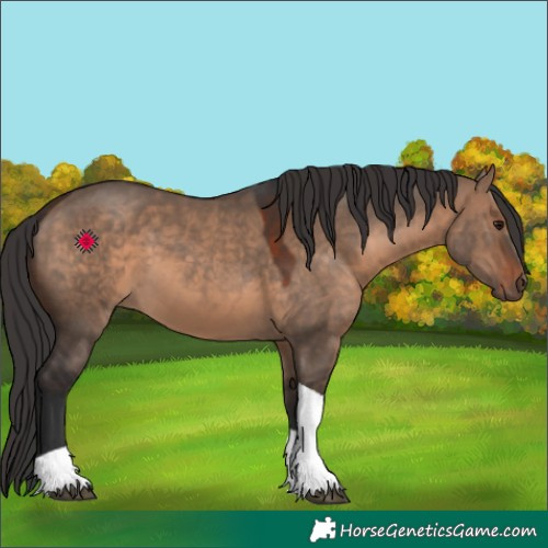 Horse Color:Brown Dun Tobiano