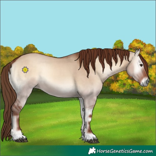 Horse Color:Red Dun Onyx 