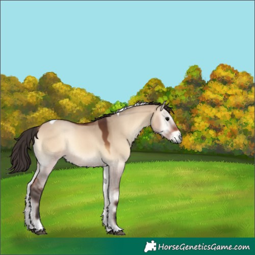 Horse Color:Bay Onyx Tobiano