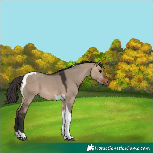 Horse Color:Bay Dun Tobiano 