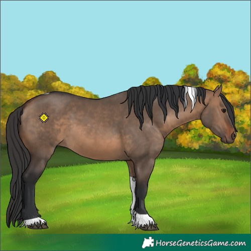 Horse Color:Brown Dun Tobiano