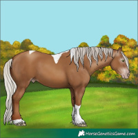 Horse Color:Gray Silver Classic Champagne Tobiano 
