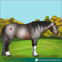 Horse Color:Gray Bay Tobiano