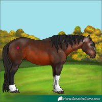 Horse Color:Gray Bay Tobiano 