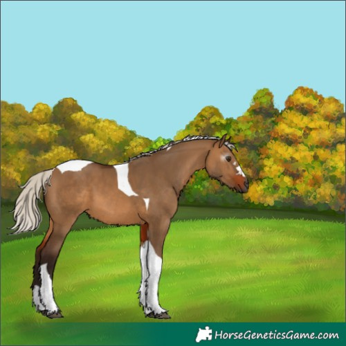 Horse Color:Gray Silver Bay Dun Tobiano 
