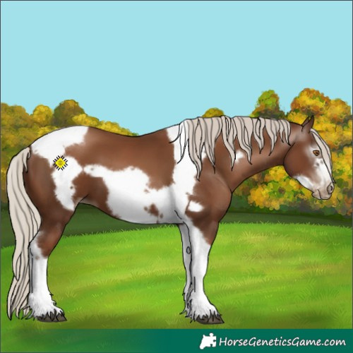 Horse Color:Gray Silver Black Pearl Tobiano Frame 