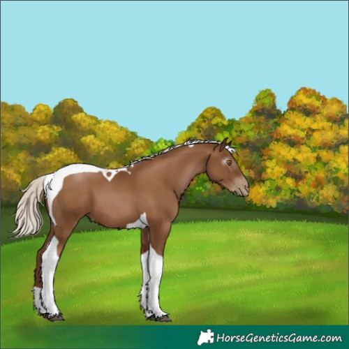 Horse Color:Gray Silver Black Pearl Tobiano 